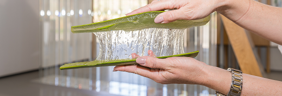 Proceso de corte de una hoja de aloe vera ecológico